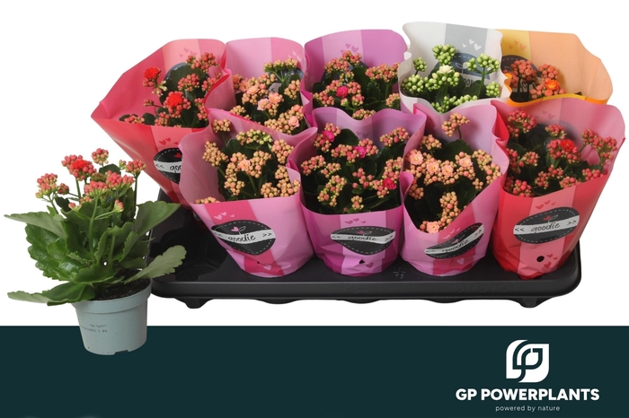 <h4>KAL GE PERF GEM 5 KL</h4>