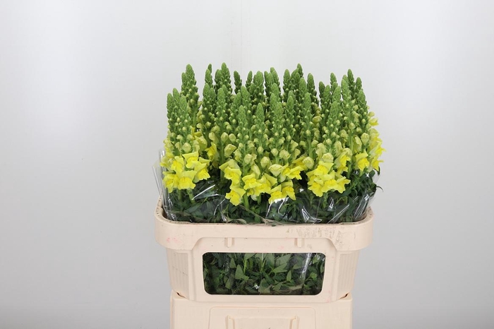 <h4>Antir Nantes Yellow</h4>