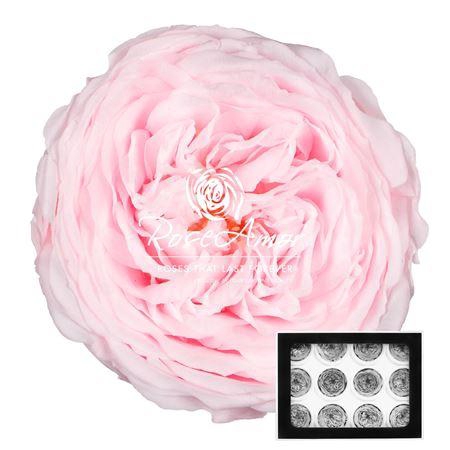 <h4>Amelia Pin89</h4>