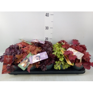 Heuchera  'Indian Summer'   ...mix