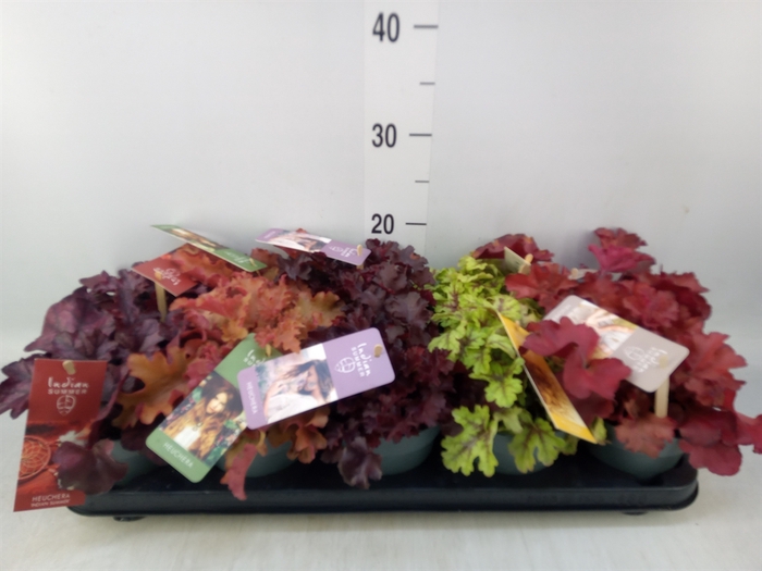 <h4>Heuchera  'Indian Summer'   ...mix</h4>
