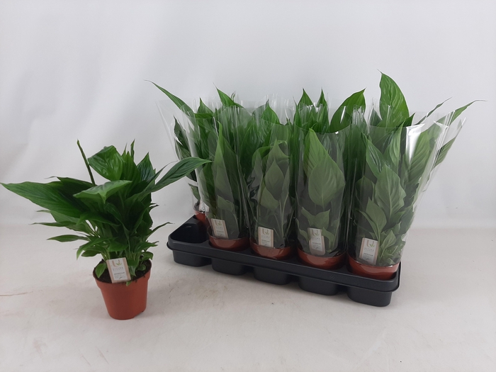 <h4>SPATH TORELLI</h4>