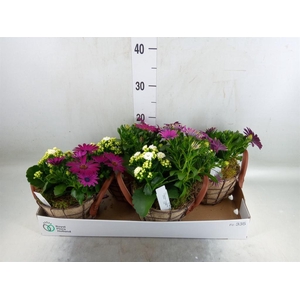 Arr.   Tuinplanten L%