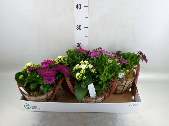 <h4>Arr.   Tuinplanten L%</h4>
