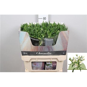 Alst Fl Charme Blanc