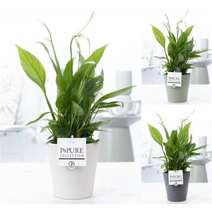 Spathiphyllum in P&PURE Ruby ceramics 3 ass.