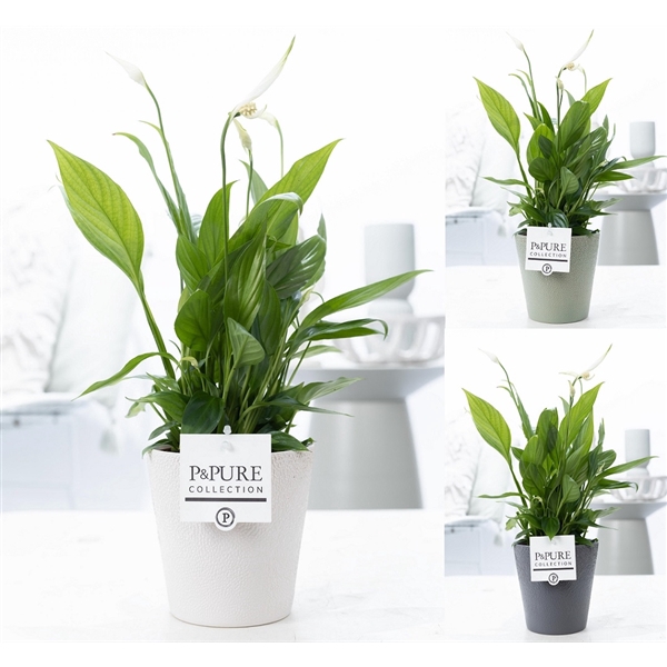 <h4>Spathiphyllum in P&PURE Ruby ceramics 3 ass.</h4>