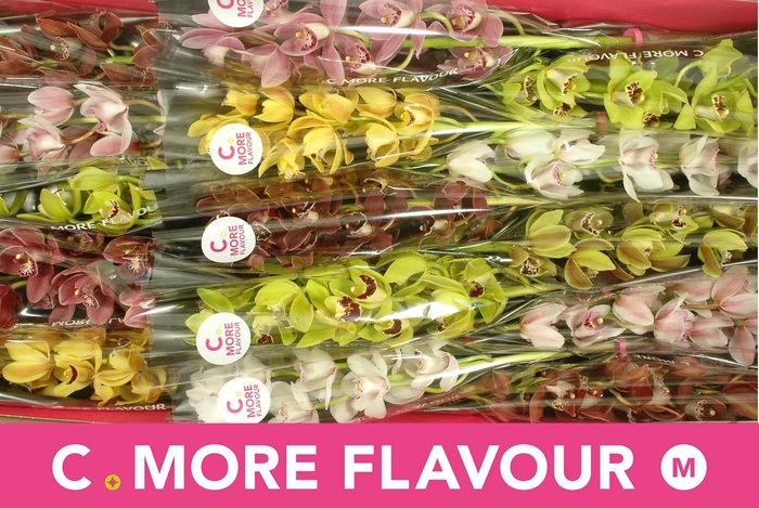 <h4>CYMB MI GEM</h4>