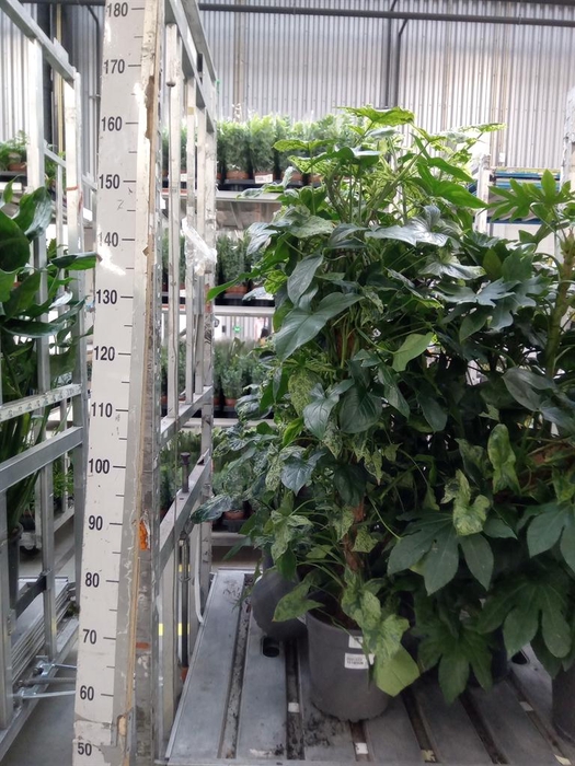 <h4>Syngonium   ...</h4>