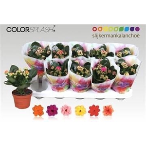 KALAN CALAN MIX COLORSPLASH