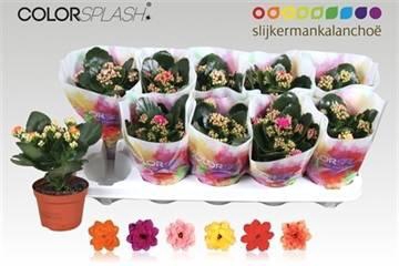 <h4>KALAN CALAN MIX COLORSPLASH</h4>