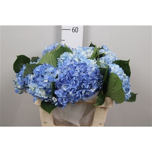 Hydrangea White