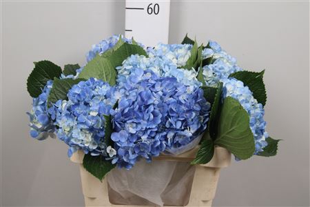 <h4>Hydrangea White</h4>
