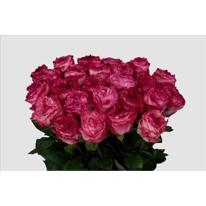 Rosa ec enchantment