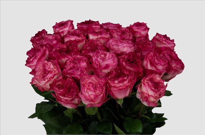 <h4>Rosa ec enchantment</h4>