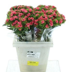 Di Barb Coral Pink Super