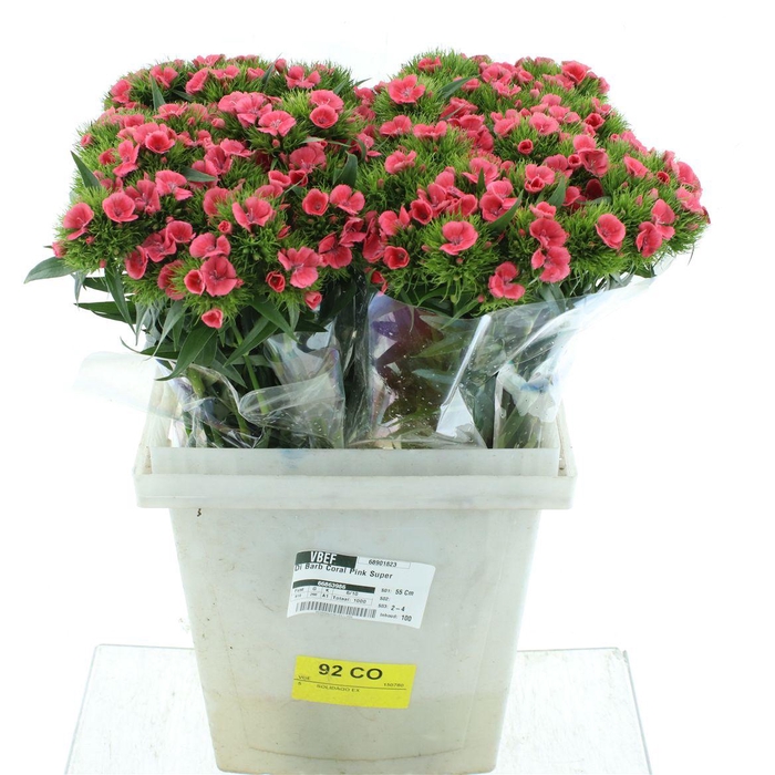 <h4>Di Barb Coral Pink Super</h4>