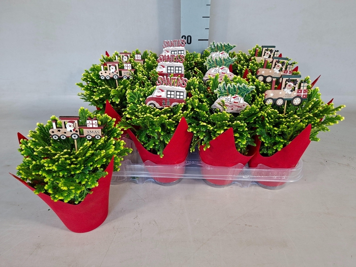 <h4>SELAG M JORI</h4>