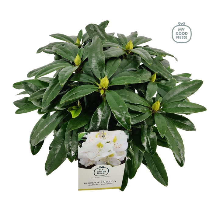 <h4>Rhododendron hybr. 'Madame Masson' C2 30-35</h4>