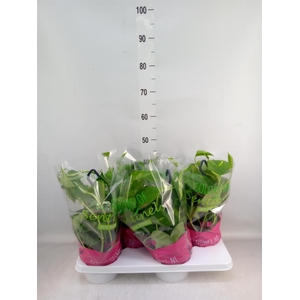 Epipremnum pinn.   HG