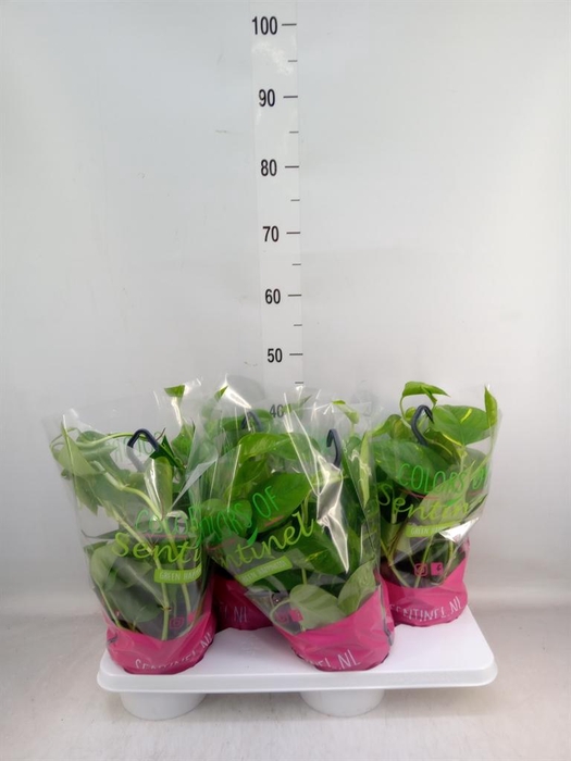 <h4>Epipremnum pinn.   HG</h4>