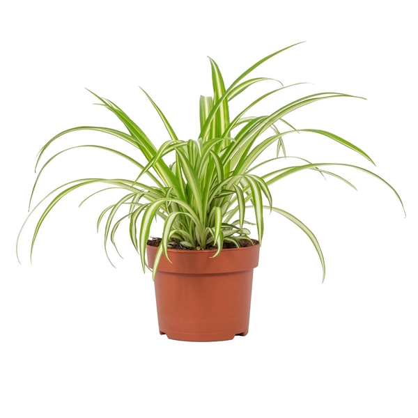 <h4>Chlorophytum Variegatum 12cm</h4>