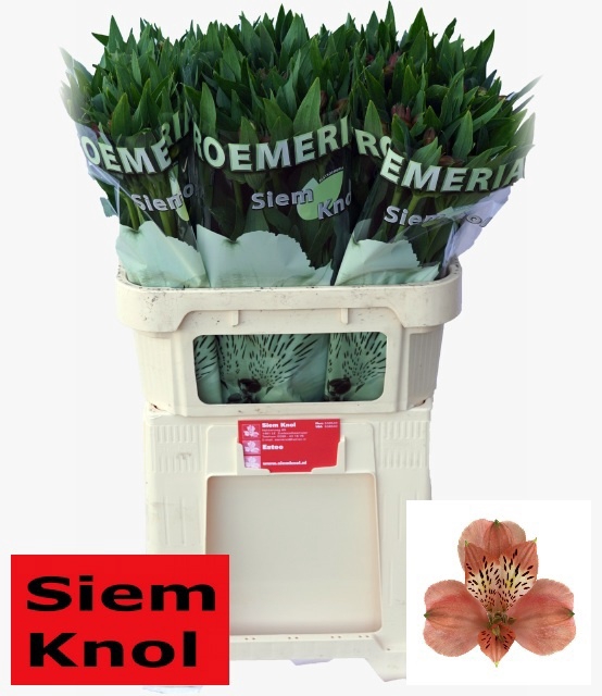 <h4>Alstroemeria estee</h4>