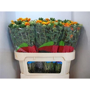 Carth T Orange Grenada