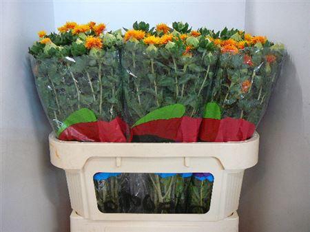 <h4>Carth T Orange Grenada</h4>