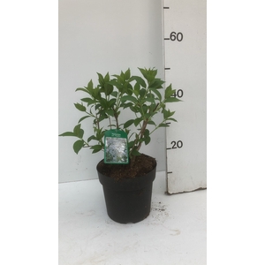 HYDR PANICULATA