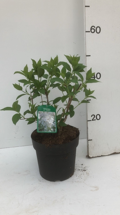 <h4>HYDR PANICULATA</h4>