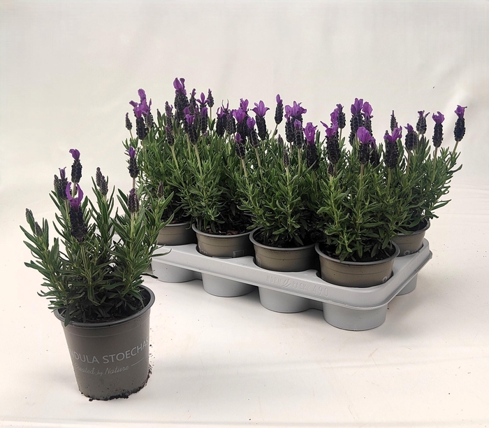 <h4>LAVAN STOECHAS</h4>