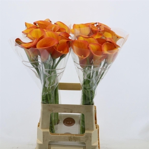 Zantedeschia 'carvello'