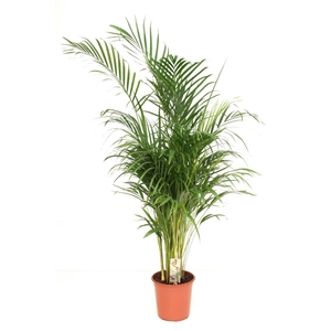 Areca P27 L200