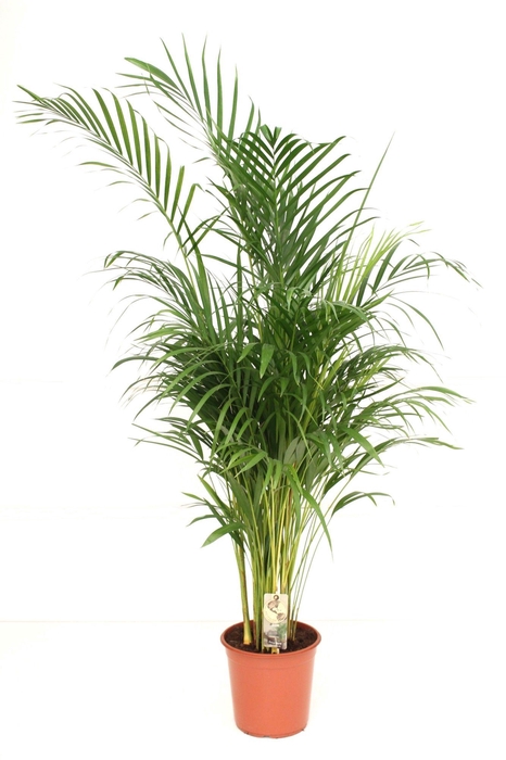 <h4>Areca P27 L200</h4>
