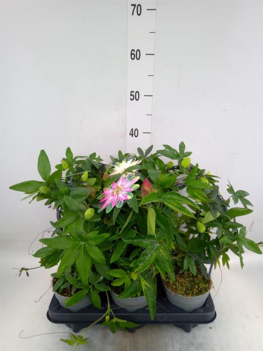 <h4>Passiflora caerul.</h4>