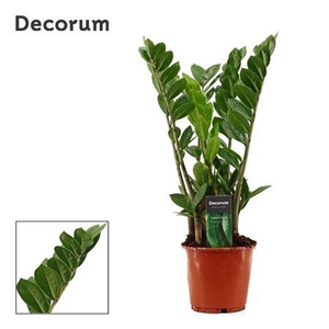 Zamioculcas 4+