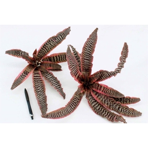 Cryptanthus Zonathus Tig Pink
