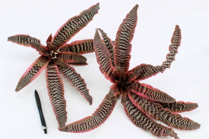 <h4>Cryptanthus Zonathus Tiger Pink</h4>
