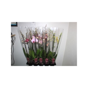 Phalaenopsis Gemengd 2 Branche 12+