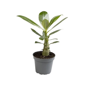 ADENIUM OBESUM P6