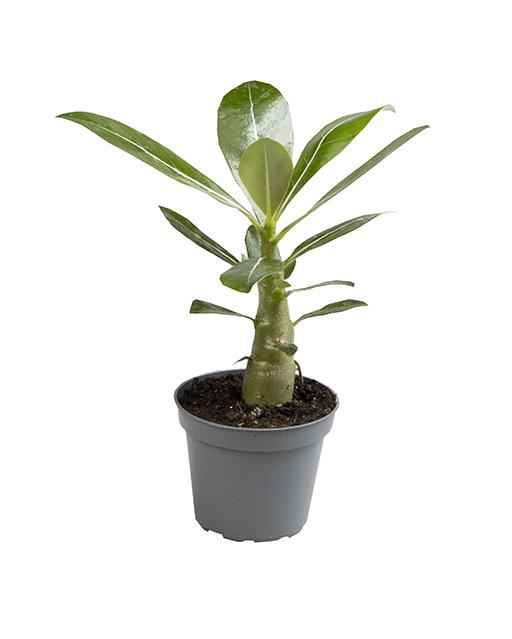 <h4>ADENIUM OBESUM P6</h4>