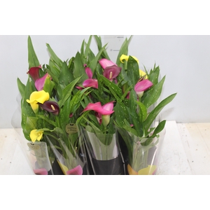 CALLA MINI P09