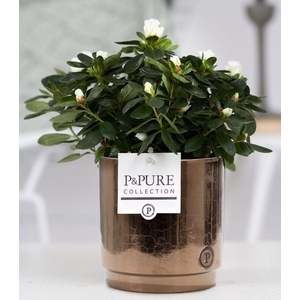 1st class Azalea white in P&PURE Juliette ceramics goldbronze