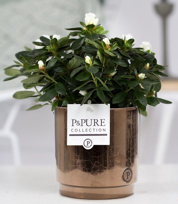 <h4>1st class Azalea white in P&PURE Juliette ceramics goldbronze</h4>