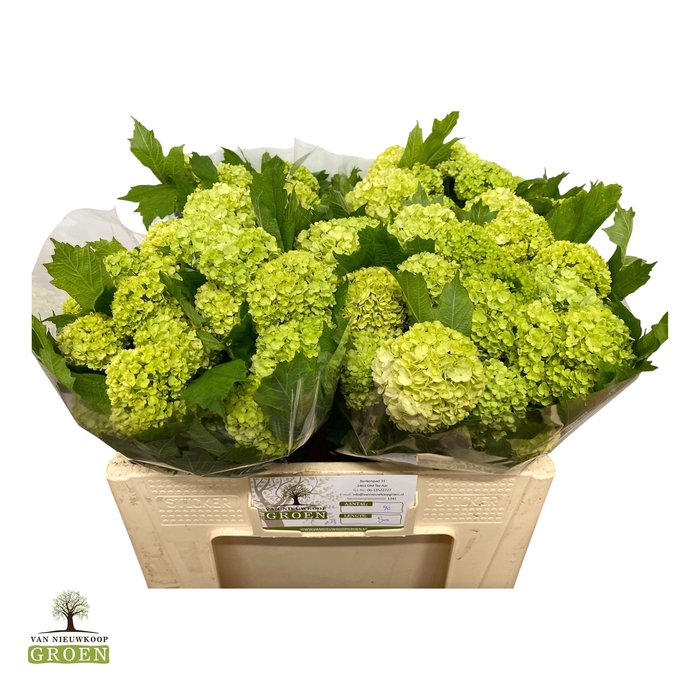<h4>VIBURNUM ROSEUM ST</h4>