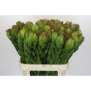Leucadendron Goldstrike