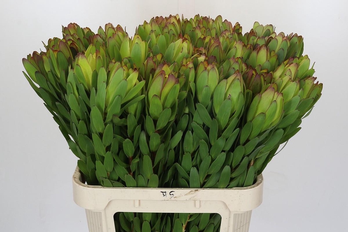 <h4>Leucadendron Goldstrike</h4>