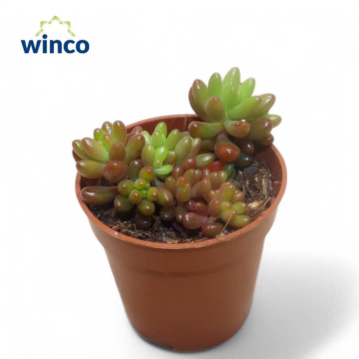 <h4>Sedum Rubrotinctum Jelly Beans</h4>