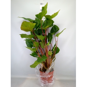 Homalomena rubescens 'Maggy'
